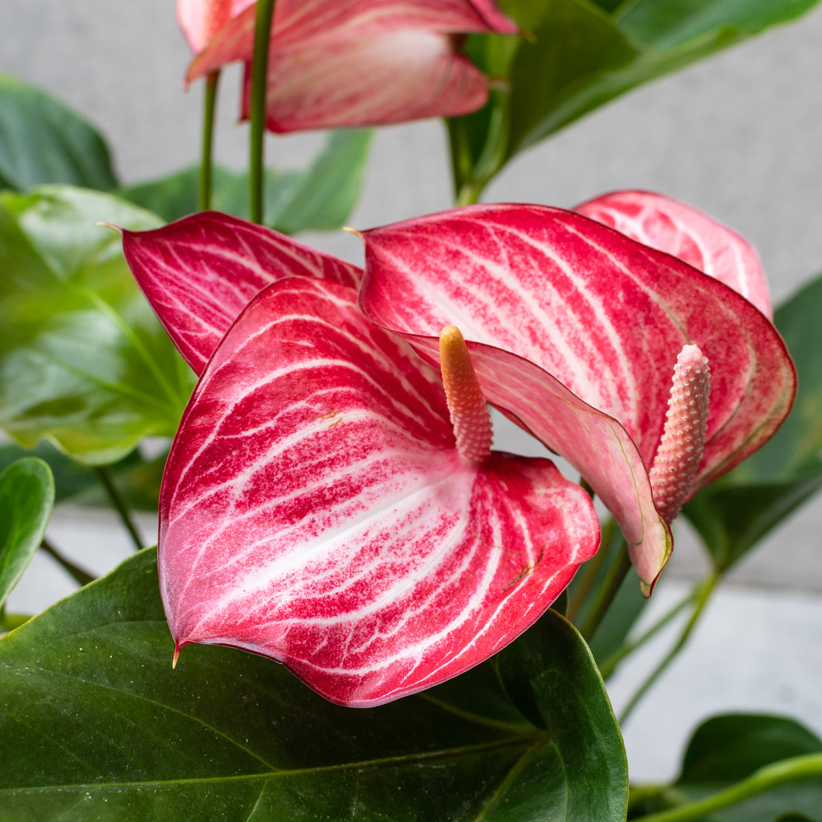 anthurium bloom time Anthurium 'Livium' 6" at SPROUT HOME