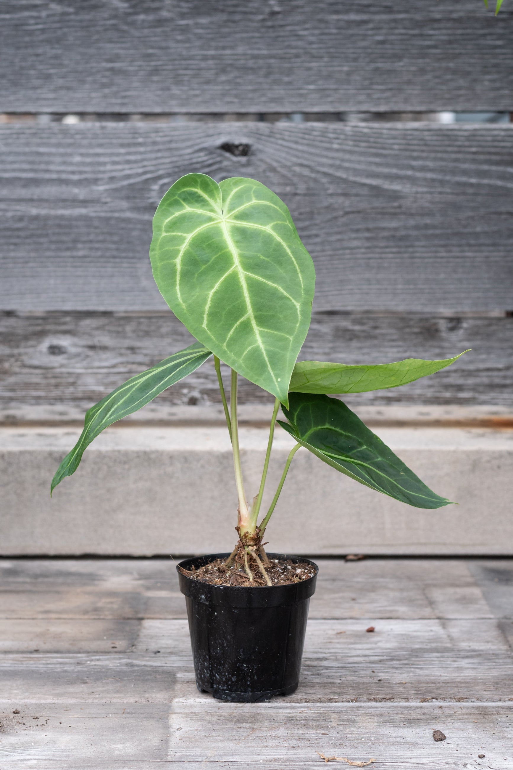 Anthurium magnificum in a growers pot against a wood fence ©Sprout Home