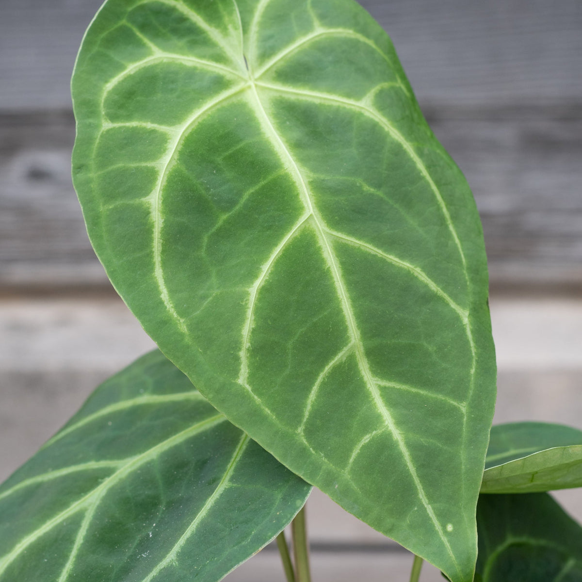 anthurium magnificum size Anthurium magnificum 4" at SPROUT HOME