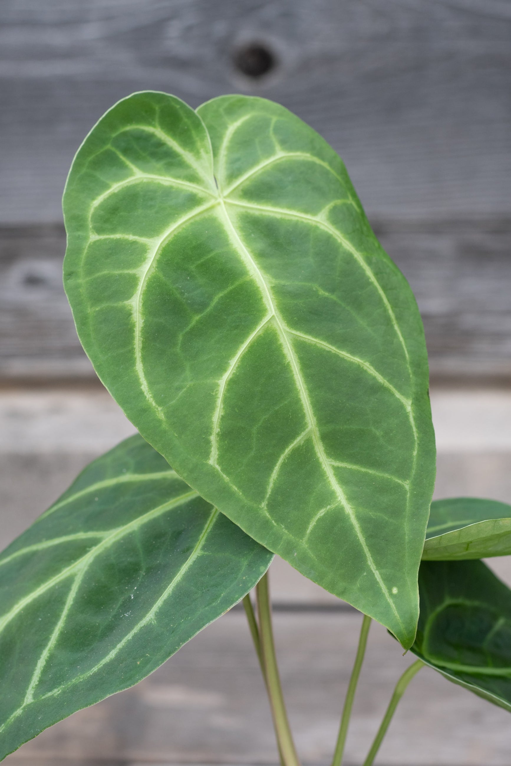 Anthurium magnificum leaves up close showing the veining ©Sprout Home