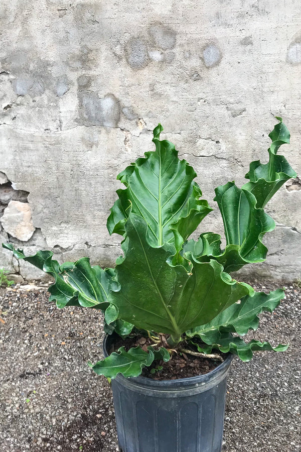 Anthurium plowmanii 'Ruffles' in grow pot in front of concrete wall