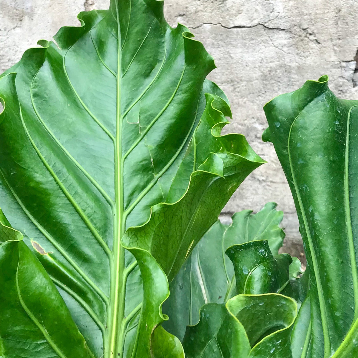 anthurium plowmanii fruffles Anthurium plowmanii 'Ruffles' 10" at SPROUT HOME