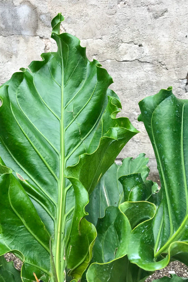 Close up of Anthurium plowmanii 'Ruffles' leaves