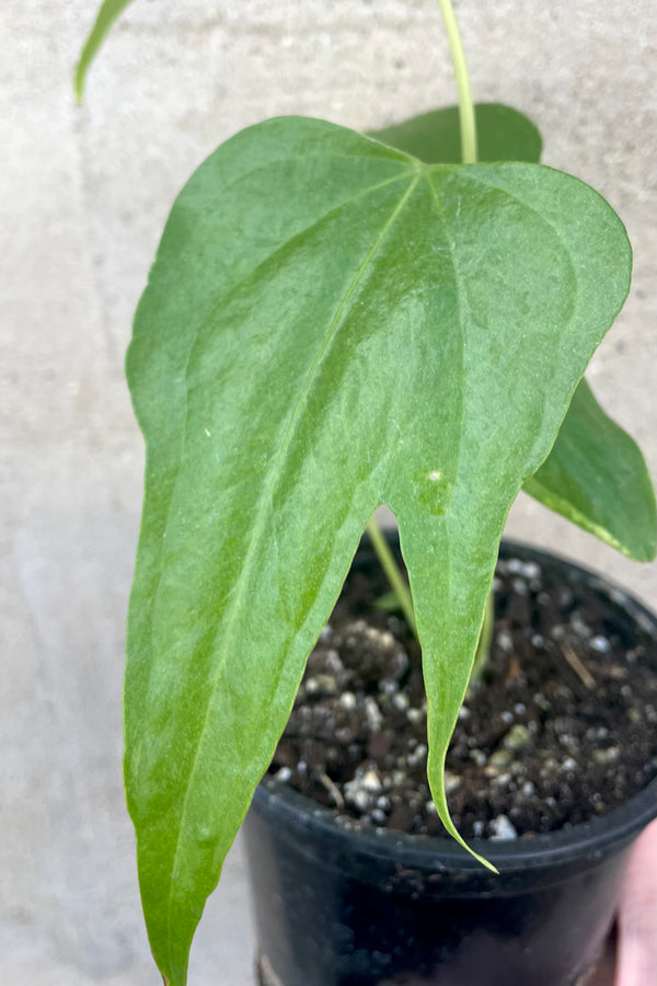 A detailed view of the Anthurium pedatoradiatum 4" against a concrete backdrop