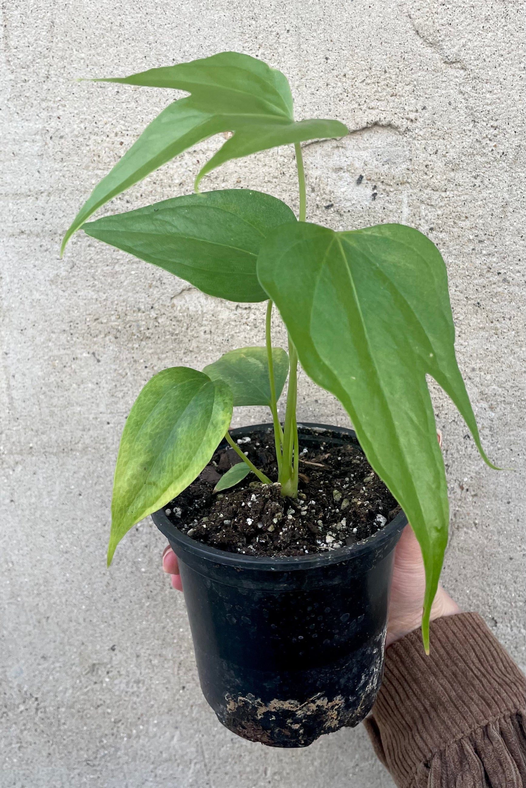 A hand holds the Anthurium pedatoradiatum 4" in a grow pot against a concrete backdrop ©Sprout Home