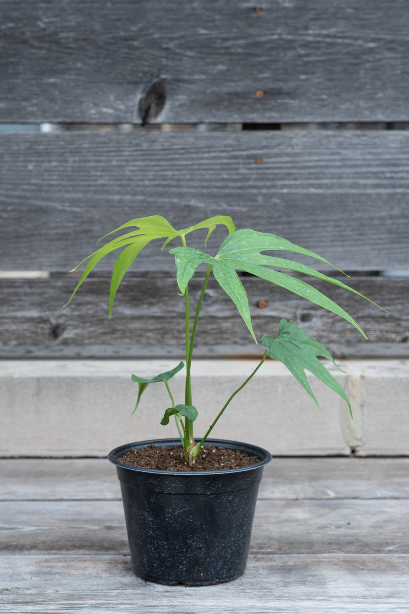Anthurium pedatoradiatum in grow pot in front of grey wood background