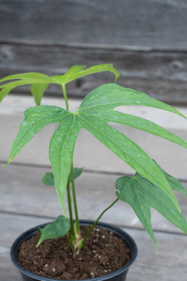 Close up of Anthurium pedatoradiatum leaves