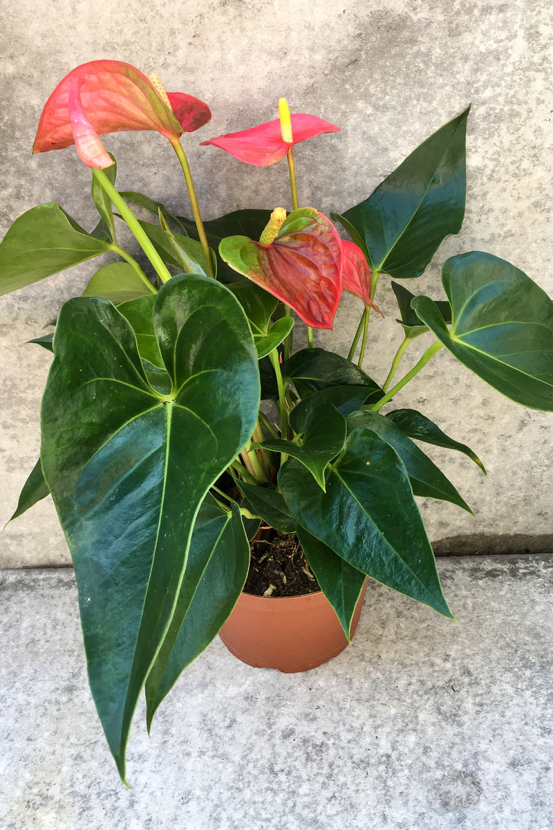 Anthurium hybrid (pink) 6" in front of grey background