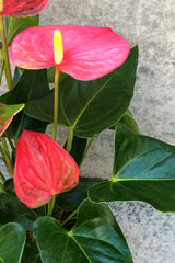 Close up of pink hybrid anthurium