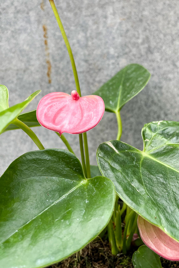 close up of Anthurium hybrid (pink) 4"