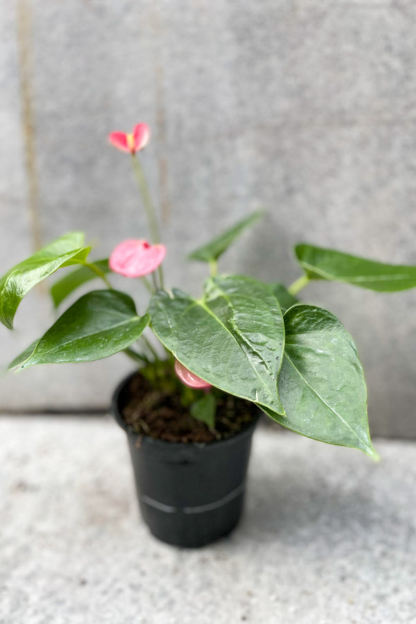 Anthurium hybrid (pink) 4" in front of grey background