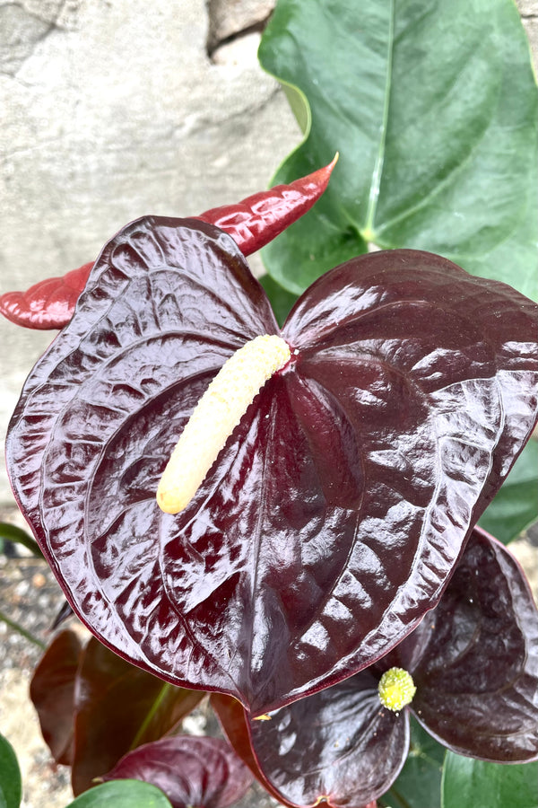 A detailed view of Anthurium 'Sempre Black' 6" against concrete backdrop