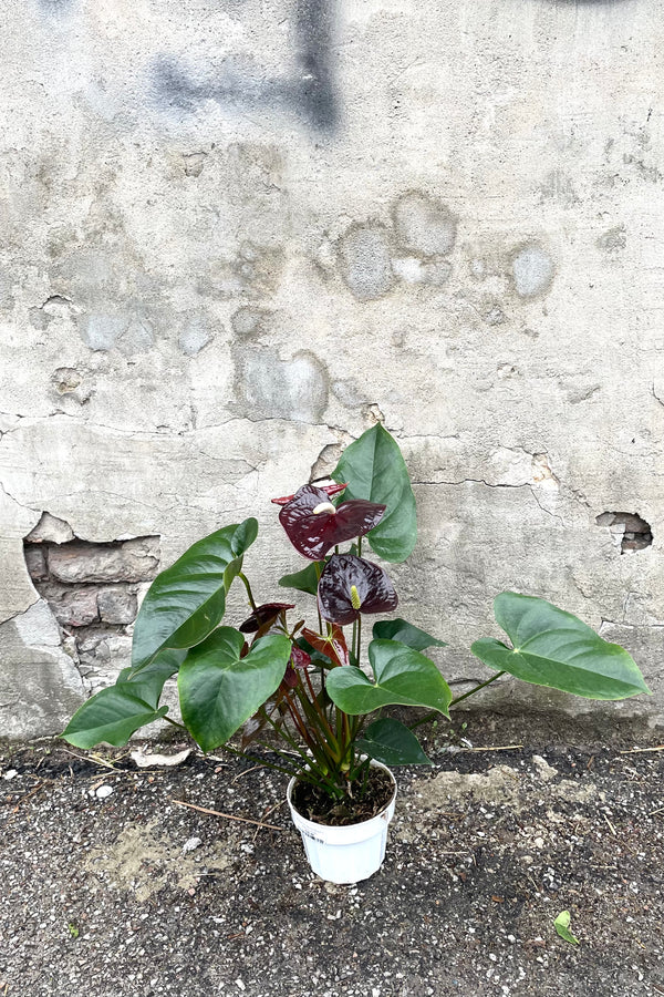 A full view of Anthurium 'Sempre Black' 6" in grow pot against concrete backdrop