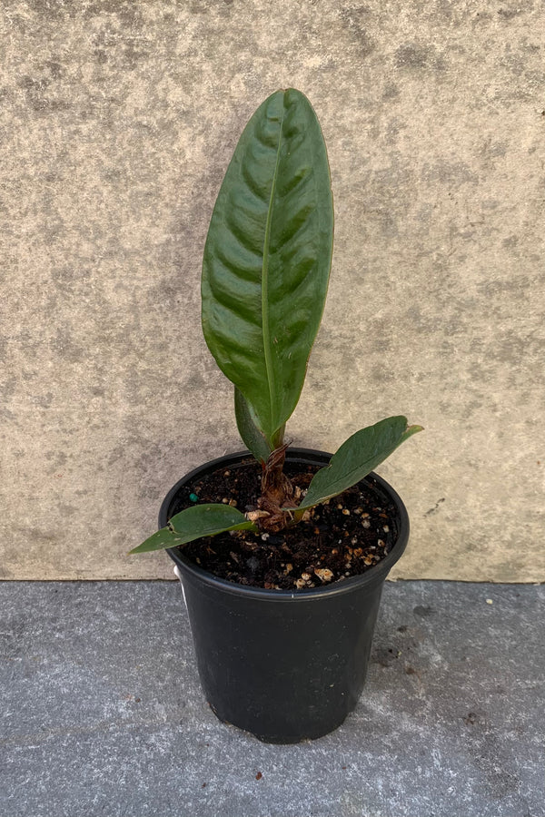 Cool oval leaved Anthurium superb plant.