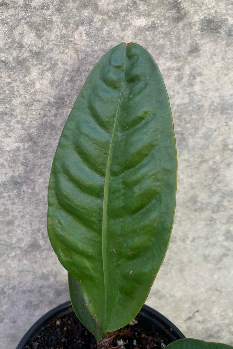 Ovate leaf of the Anthurium superbum plant. 