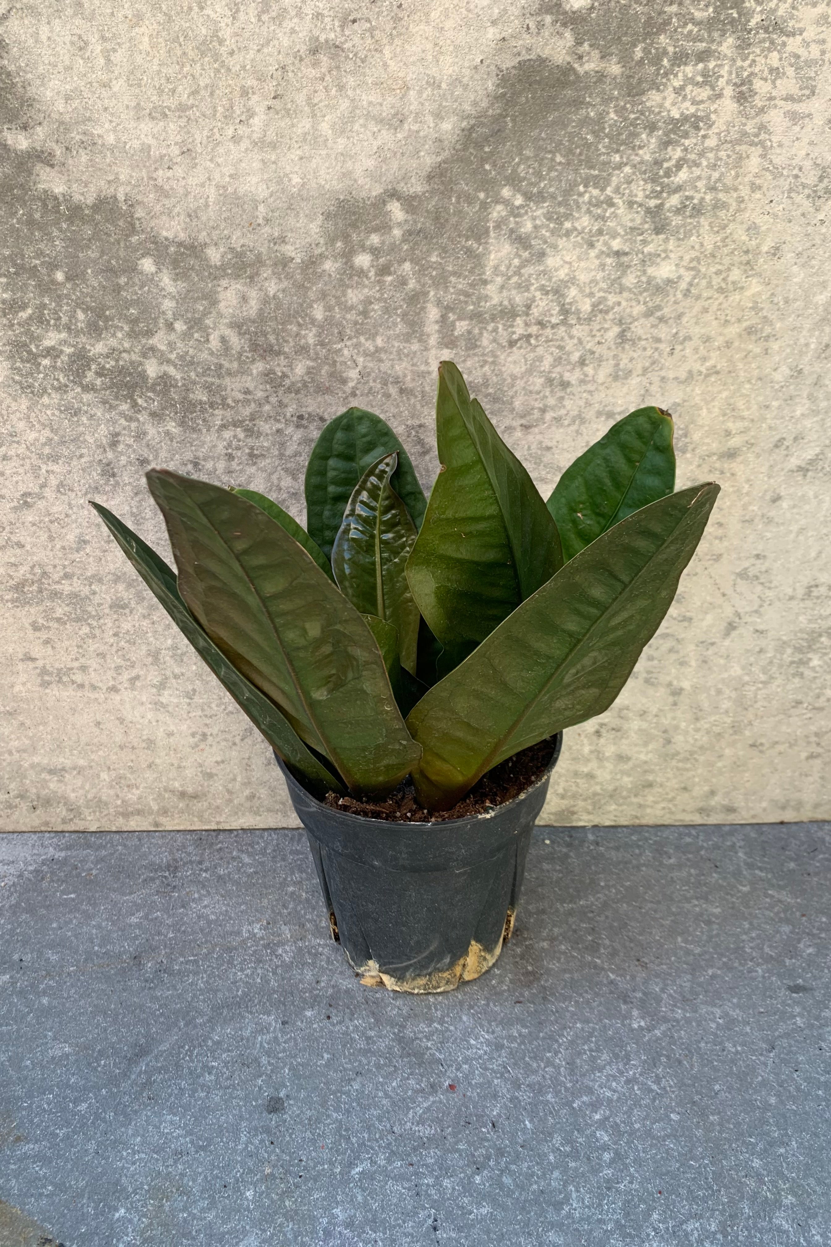 Anthurium superbum plant in a 6 inch growers pot.