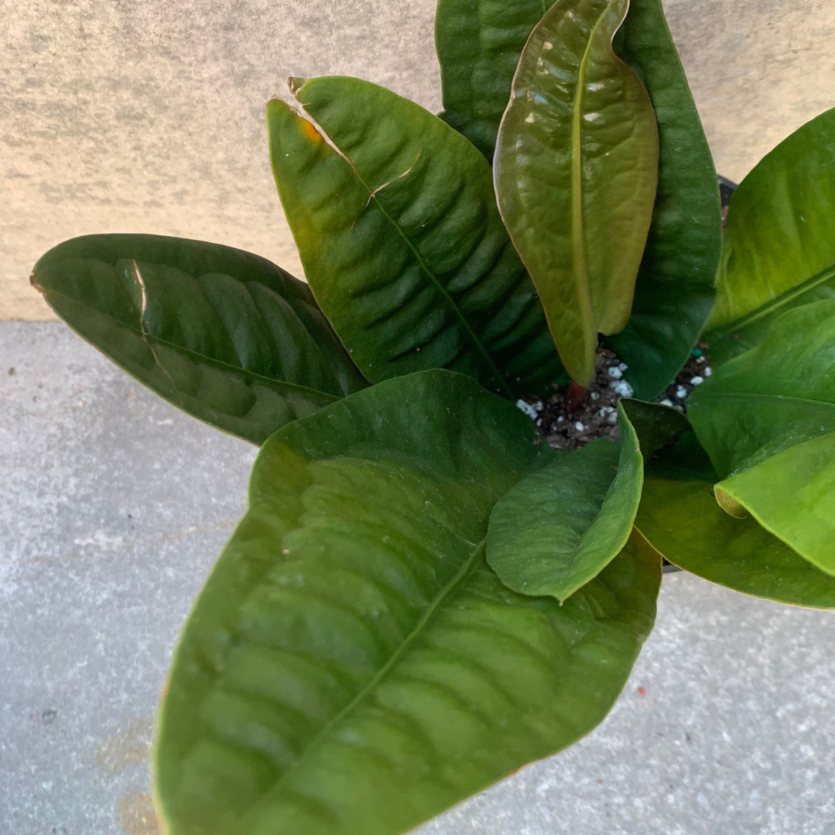 superbum anthurium Anthurium superbum 6" at SPROUT HOME