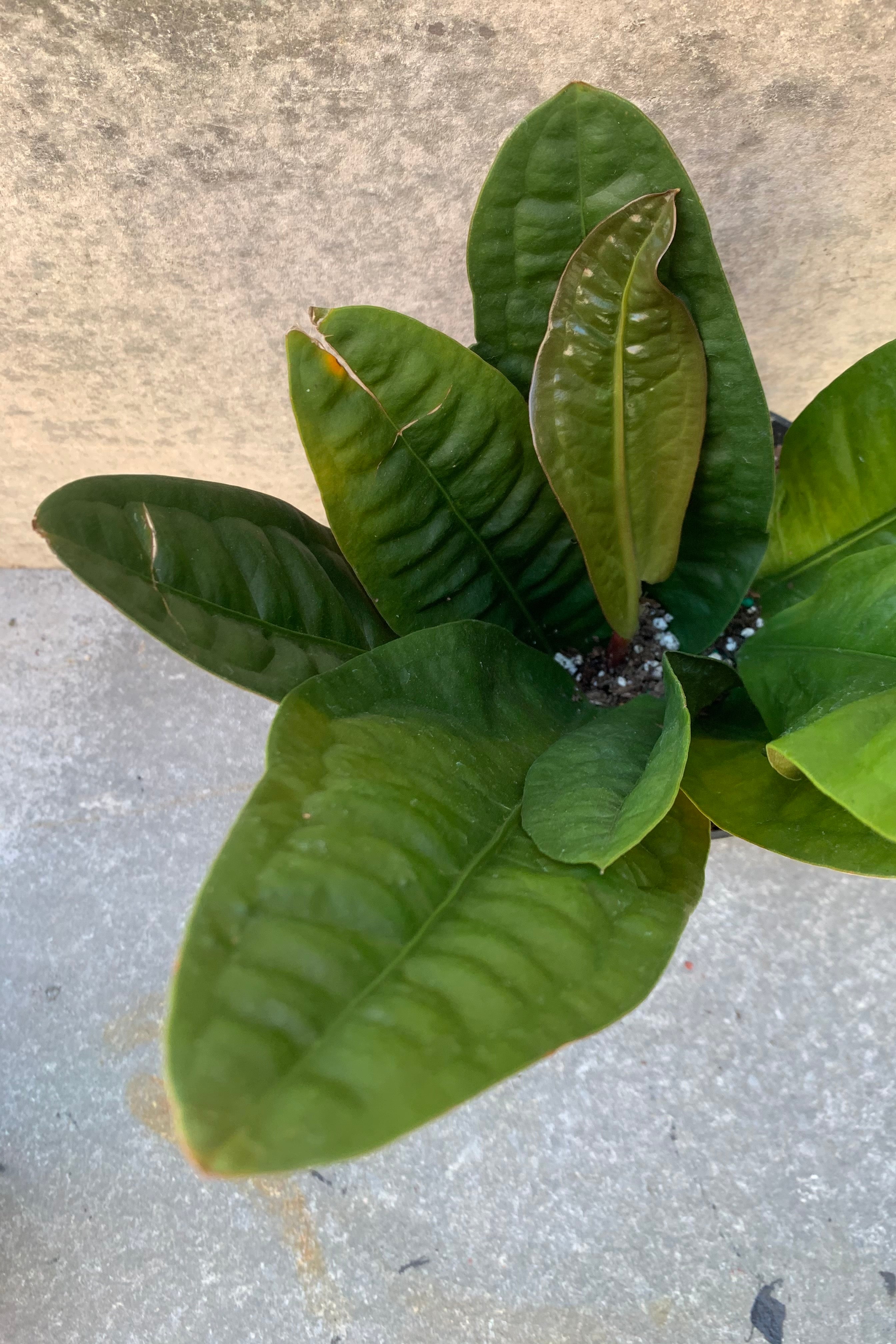 Detail shot of the thick leaves of the Anthurium superbum plant shot from above. 