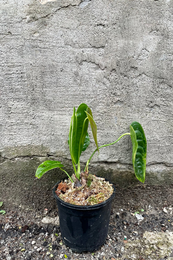 detail of  Anthurium veitchii 5" against a grey wall