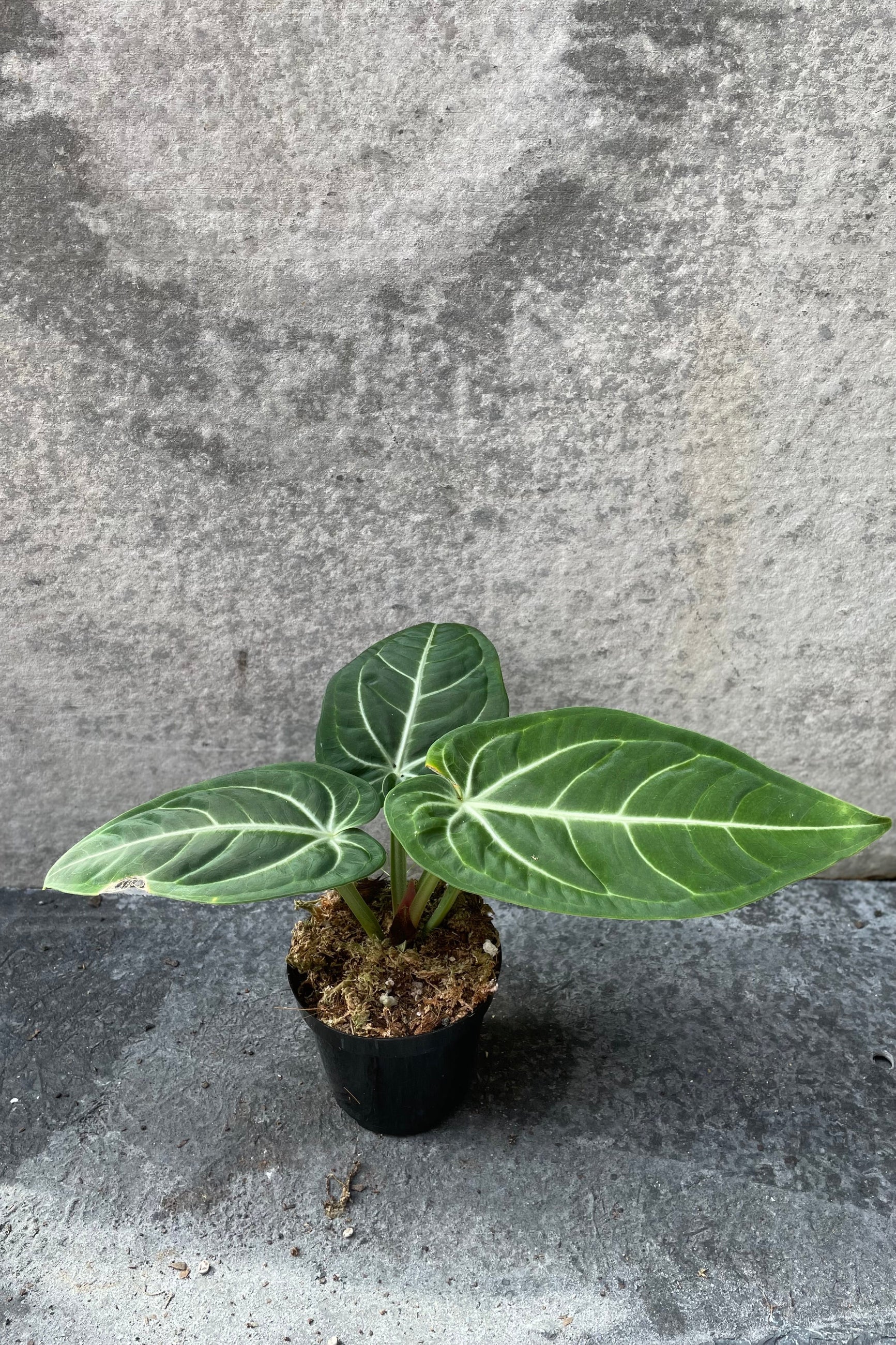 Anthurium villenaorum in grow pot in front of grey background  ©Sprout Home