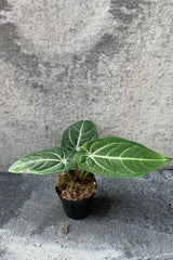 Anthurium villenaorum in grow pot in front of grey background