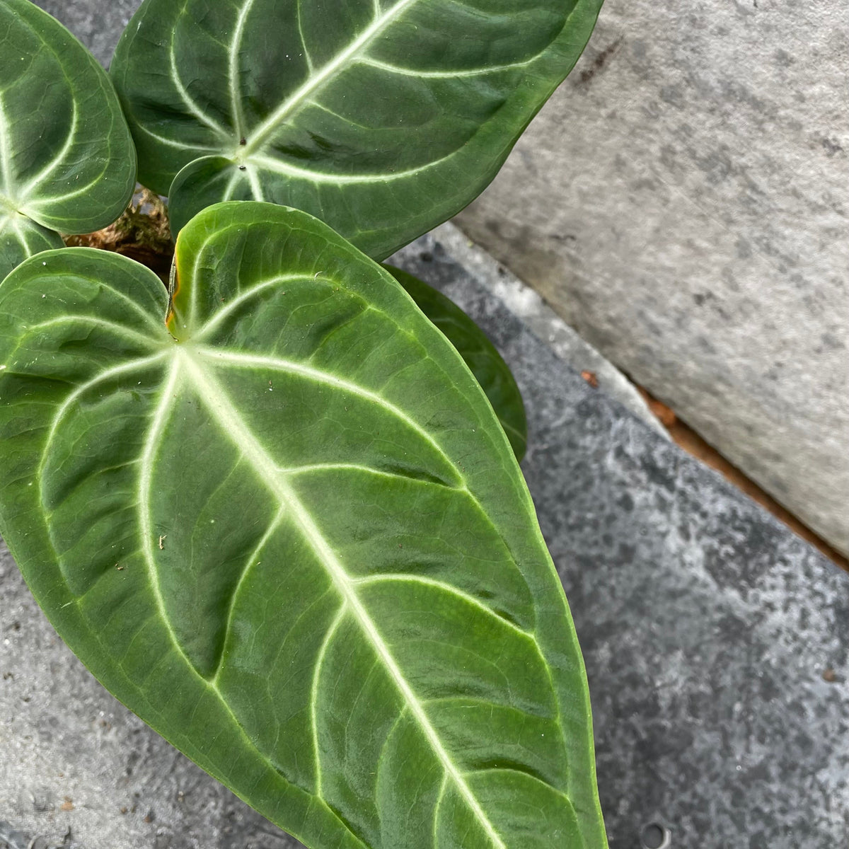 Anthurium villenaorum 4.5