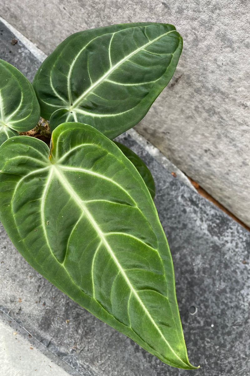 Close up of Anthurium villenaorum leaves