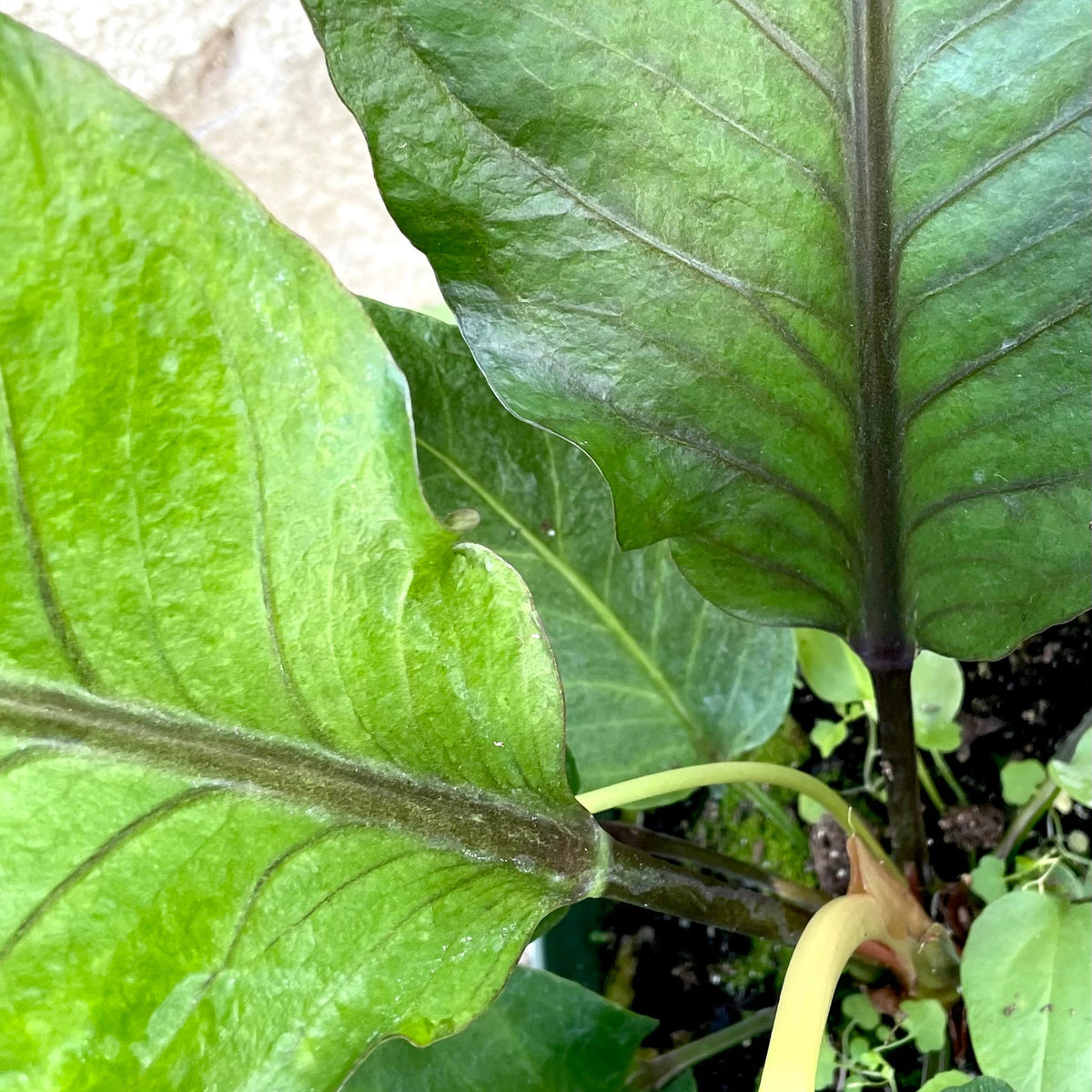 Anthurium hybrid 'Water Dragon' 6