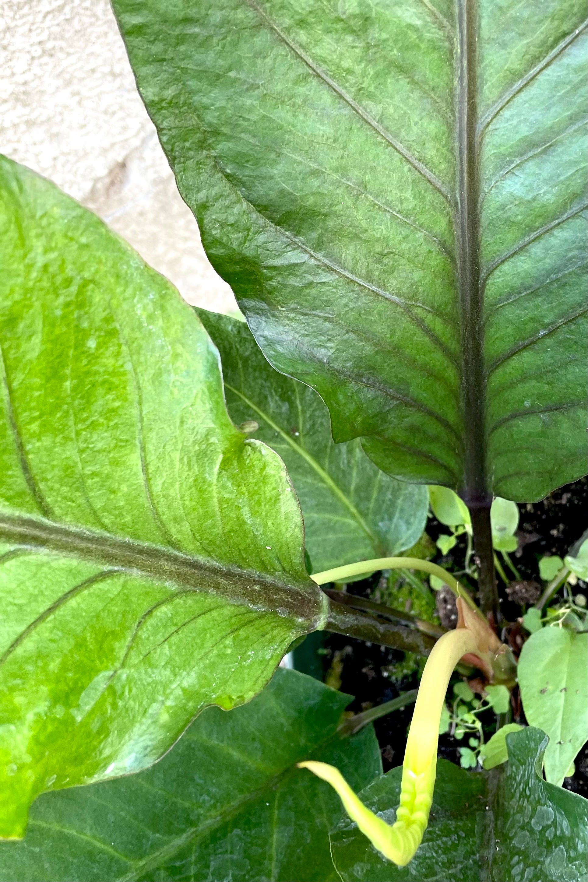 An overhead view of new and old growth on the 6" Anthurium hybrid 'Water Dragon' against a concrete backdrop