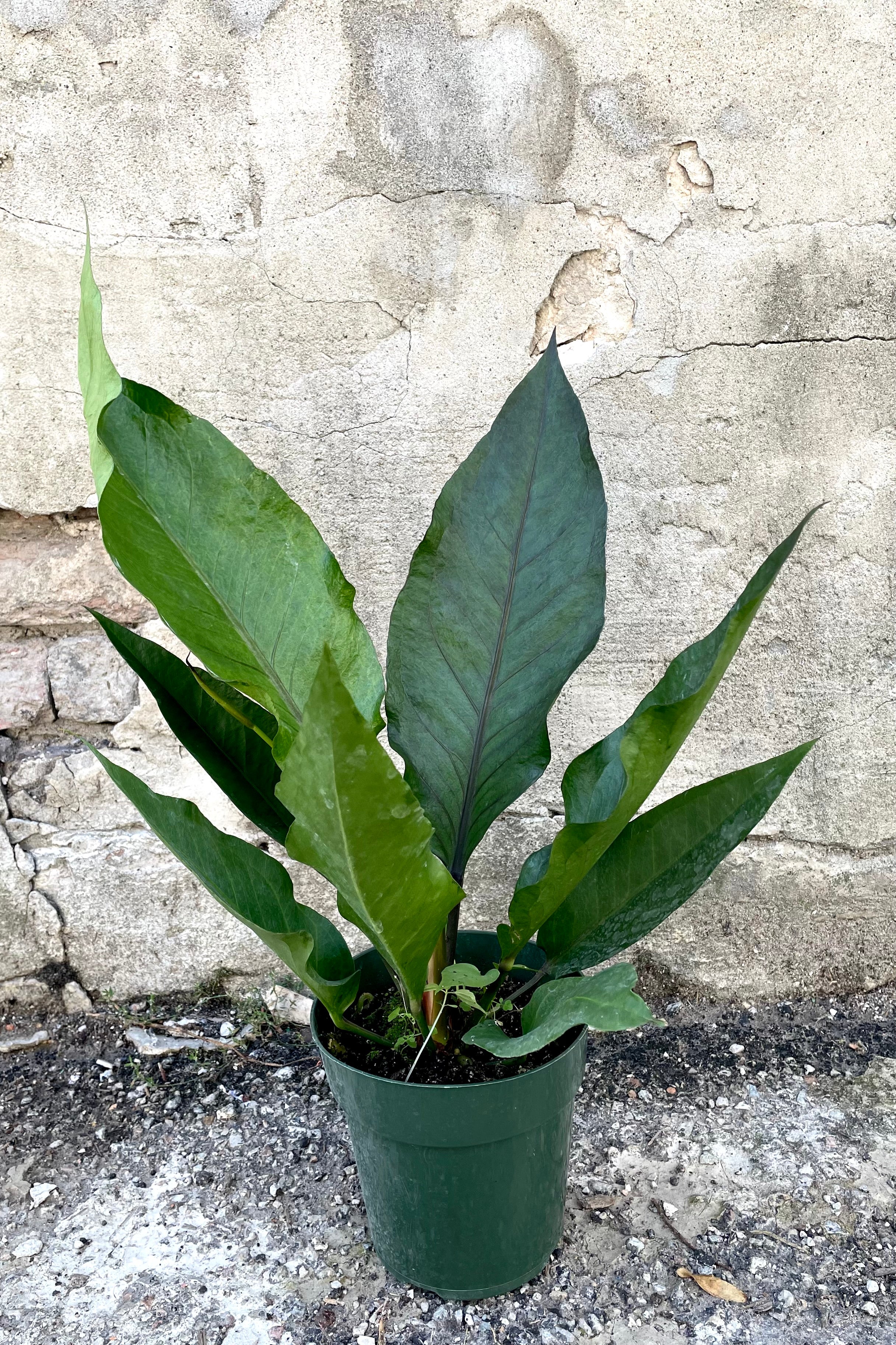 A frontal view of the 6" Anthurium hybrid 'Water Dragon' in a grower pot against a concrete backdrop