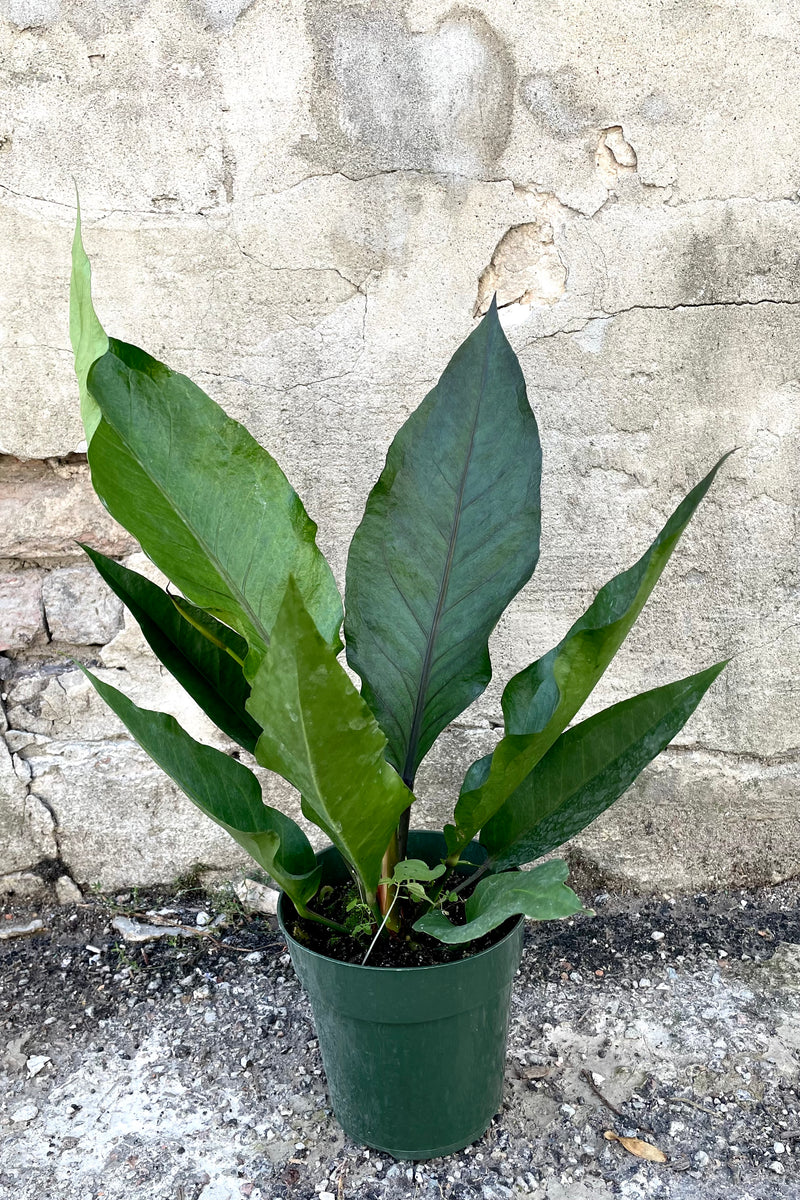 A frontal view of the 6" Anthurium hybrid 'Water Dragon' in a grower pot against a concrete backdrop
