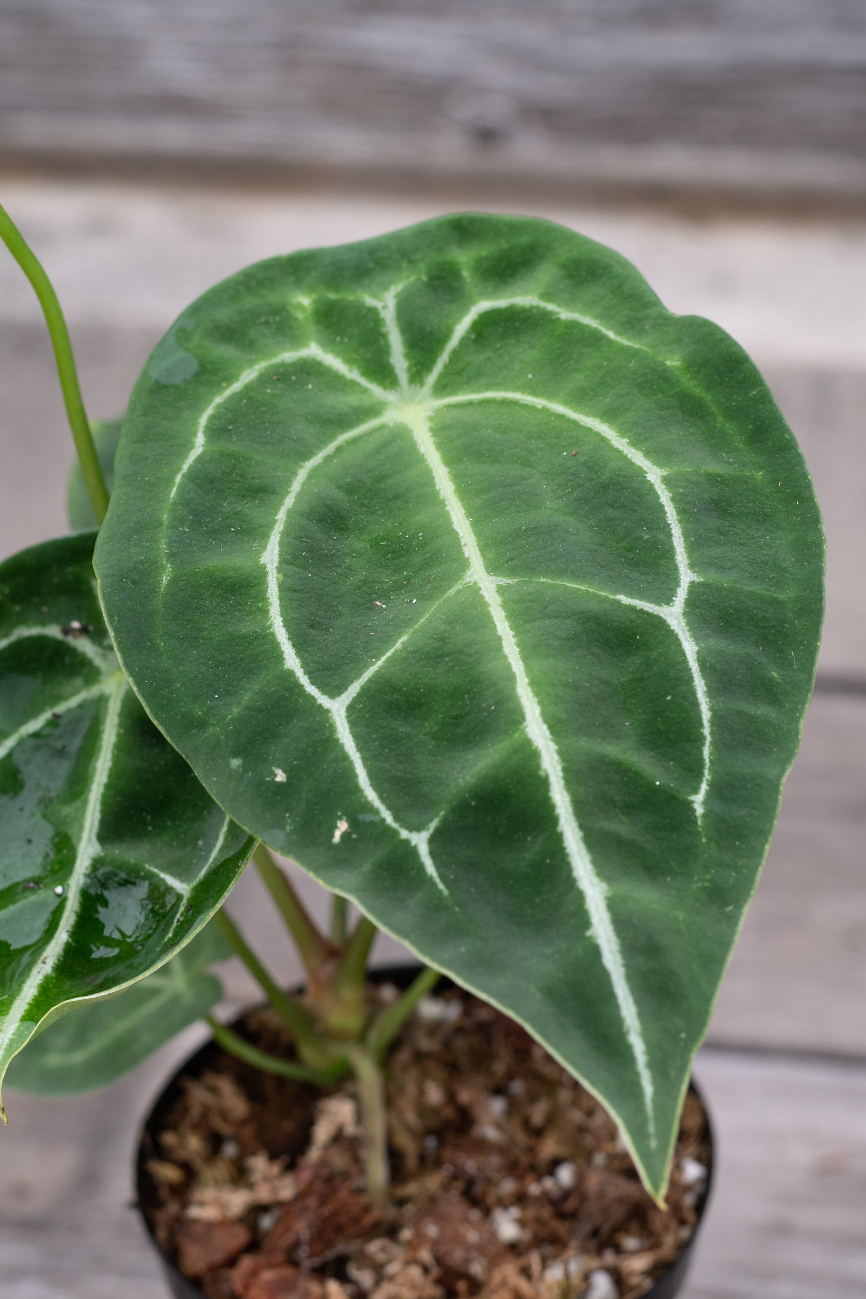 An Anthurium forgetii plant with green leaves and white venation, potted in a black container. ©Sprout Home