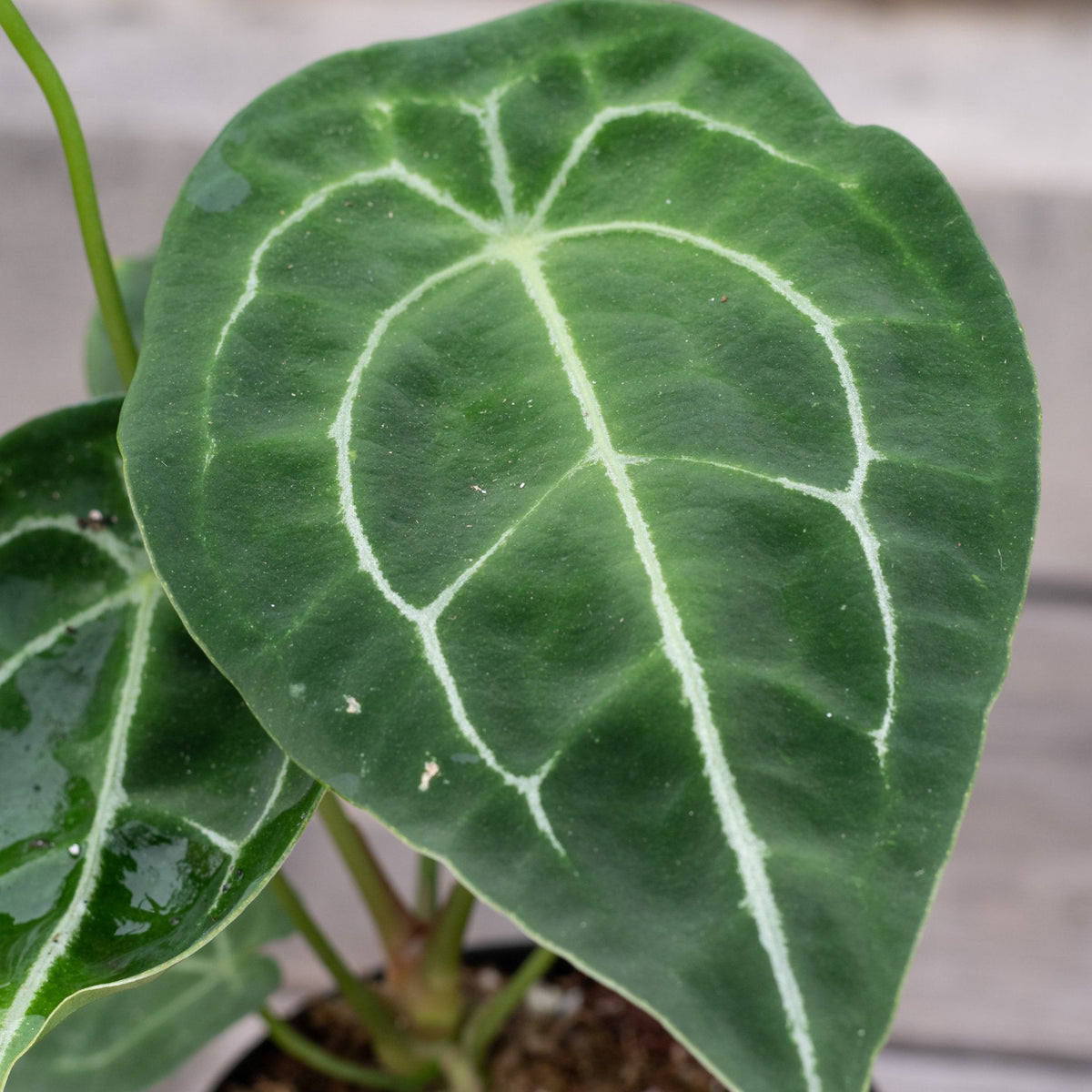 anthurium forgetii flower Anthurium forgetii 5" at SPROUT HOME