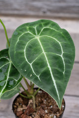 Anthurium forgetii 5"