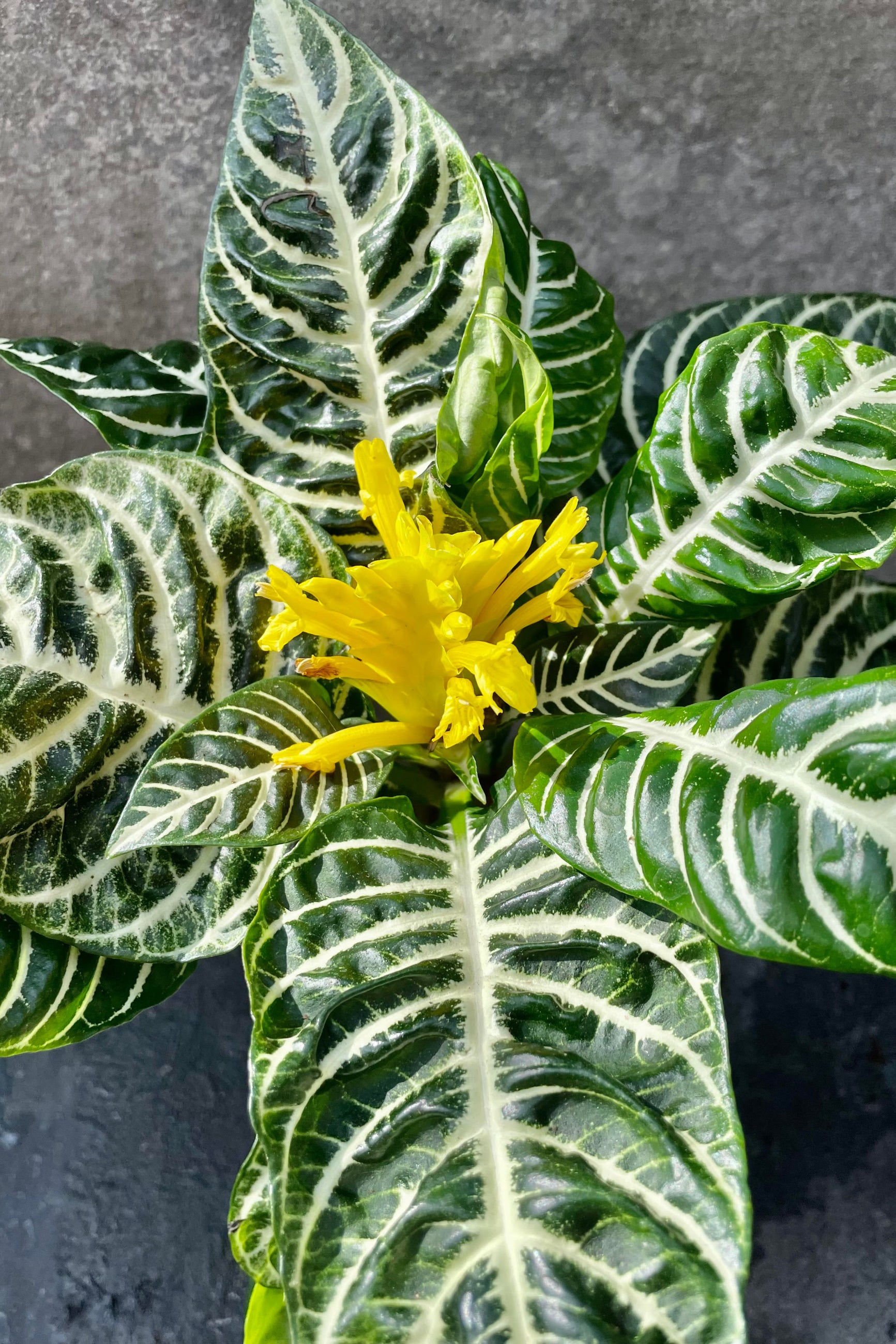 A glimpse at the Aphelandra squarrosa's yellow flower  and its "zebra" foliage. ©Sprout Home