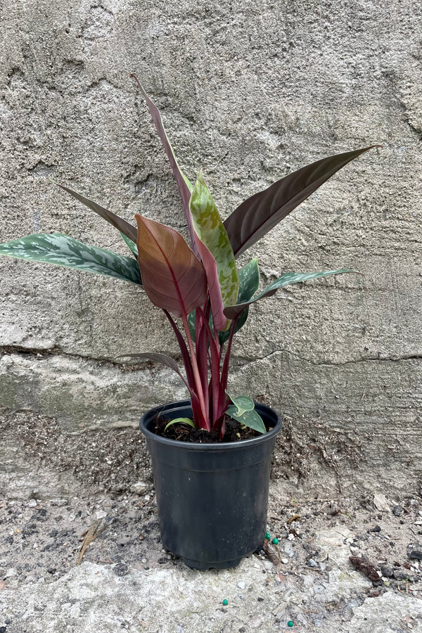 Photo of Apoballis plant in black pot against gray wall at Sprout Home.