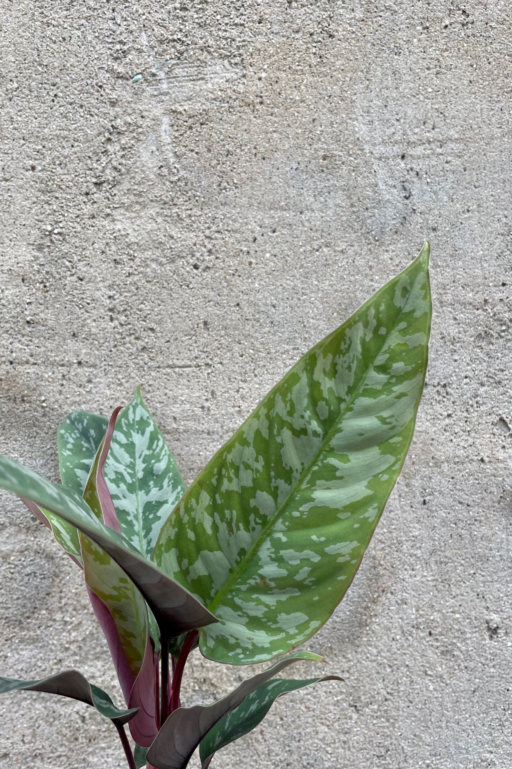 Photo of Apoballis leaves of green, silver and purple against concrete wall at Sprout Home. ©Sprout Home
