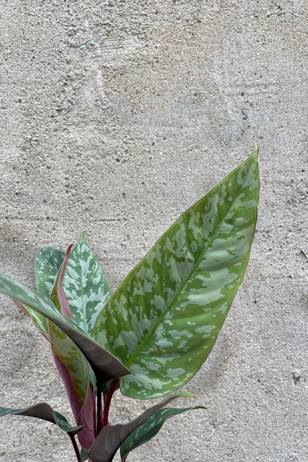 Photo of Apoballis leaves of green, silver and purple against concrete wall at Sprout Home.