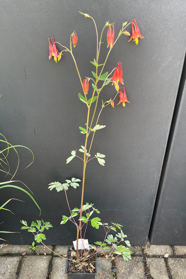 The Aquilegia canadensis perennial in a 4.5" growers pot in full bloom showing the nodding red flowers against a black background at Sprout Home.