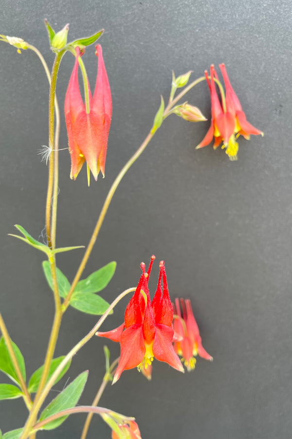 The nodding red to yellow blooms of the Aquilegia canadensis perennial in bloom in May at Sprout Home against a black background. 