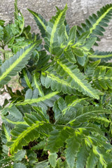 A detailed view of Arachniodes simplicior 'Variegata' 6" against concrete backdrop