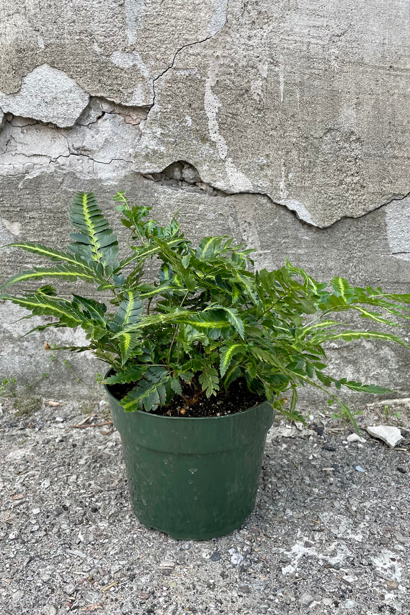 A full view of Arachniodes simplicior 'Variegata' 6" in a grow pot against concrete backdrop