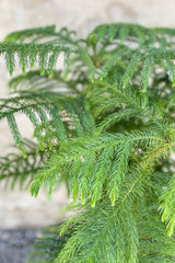 Close up of Araucaria heterophylla "Norfolk Pine" foliage
