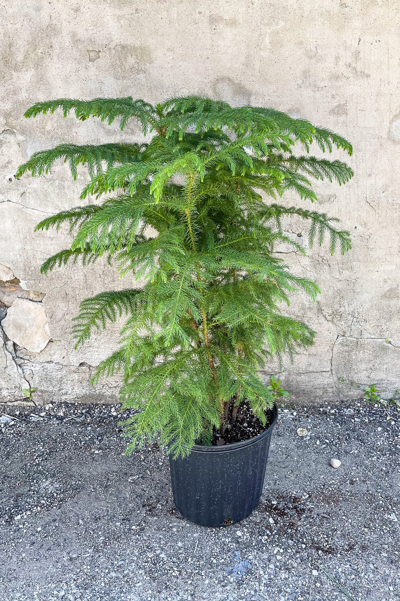 Araucaria heterophylla "Norfolk Pine" potted in front of concrete wall