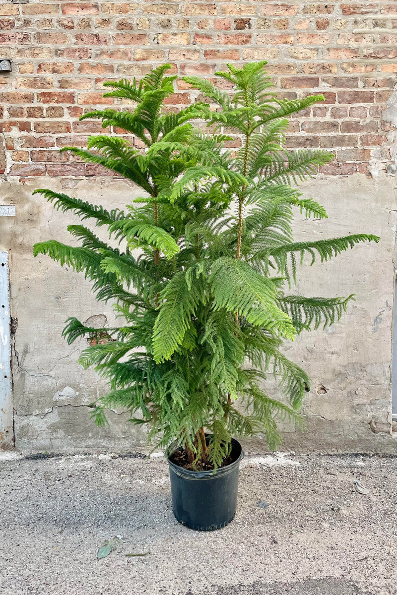 The Araucaria heterophylla "Norfolk Pine" sits against a brick backdrop in its 14 inch growers pot.