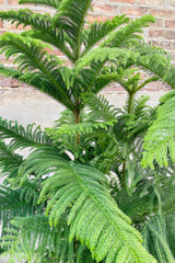 A detailed look at the foliafe of the Araucaria heterophylla "Norfolk Pine.