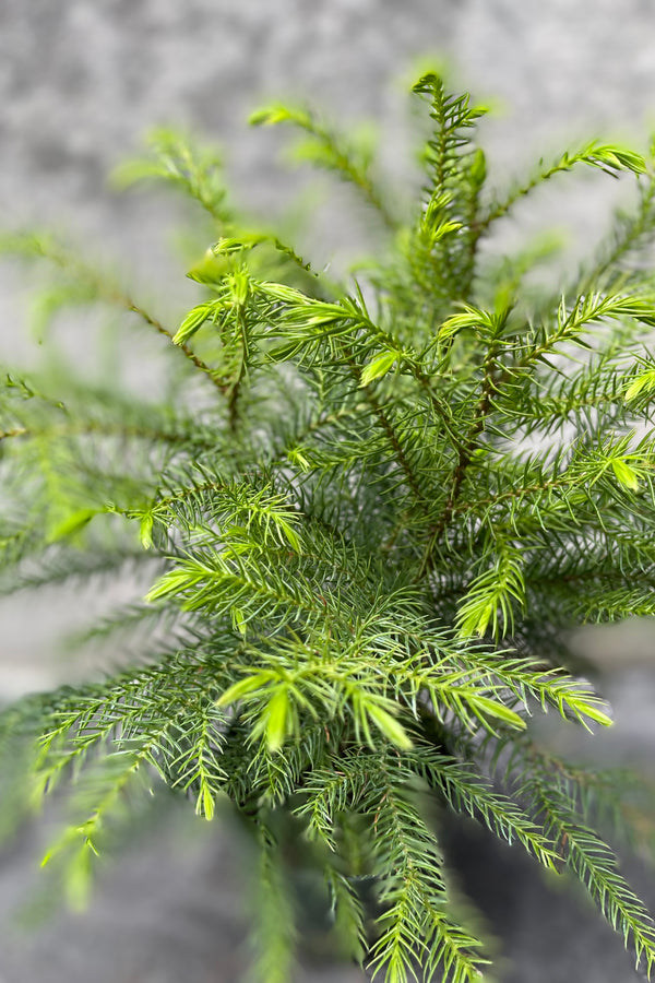 Close up of Araucaria heterophylla "Norfolk Pine" needles