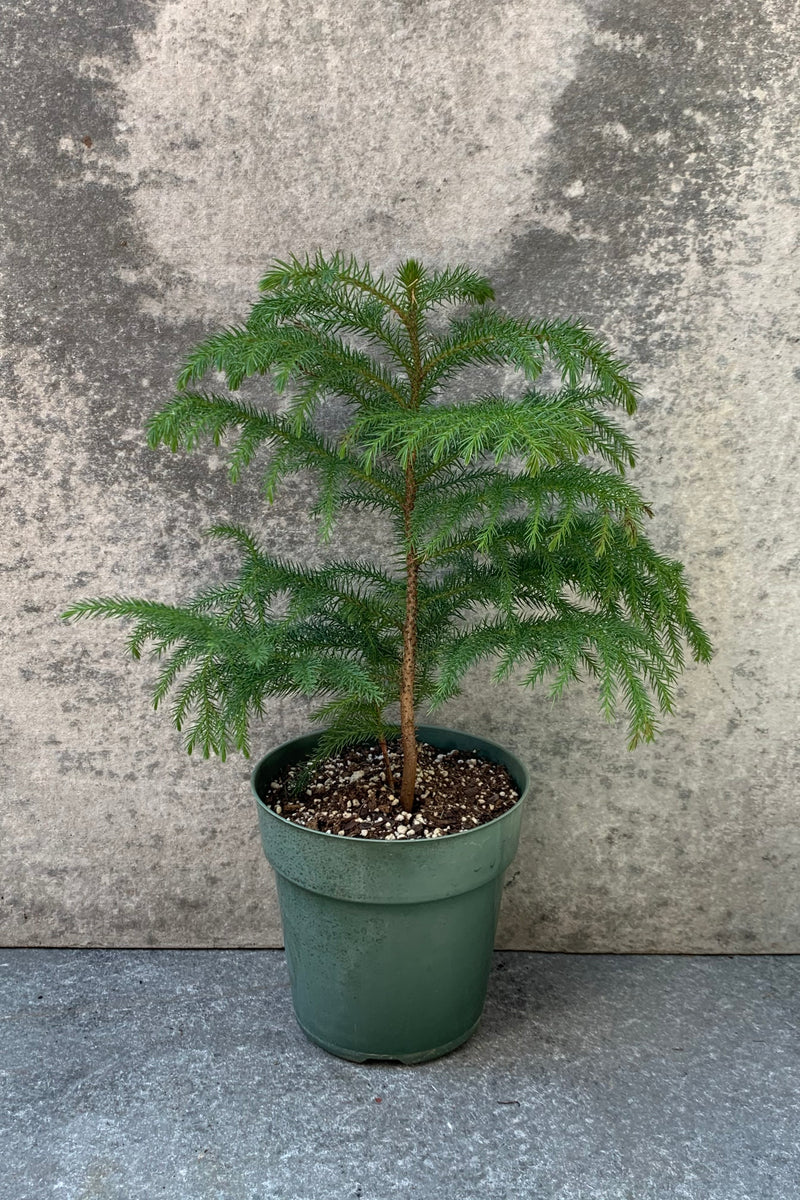 Araucaria heterophylla "Norfolk Pine" in a 6 inch pot. 