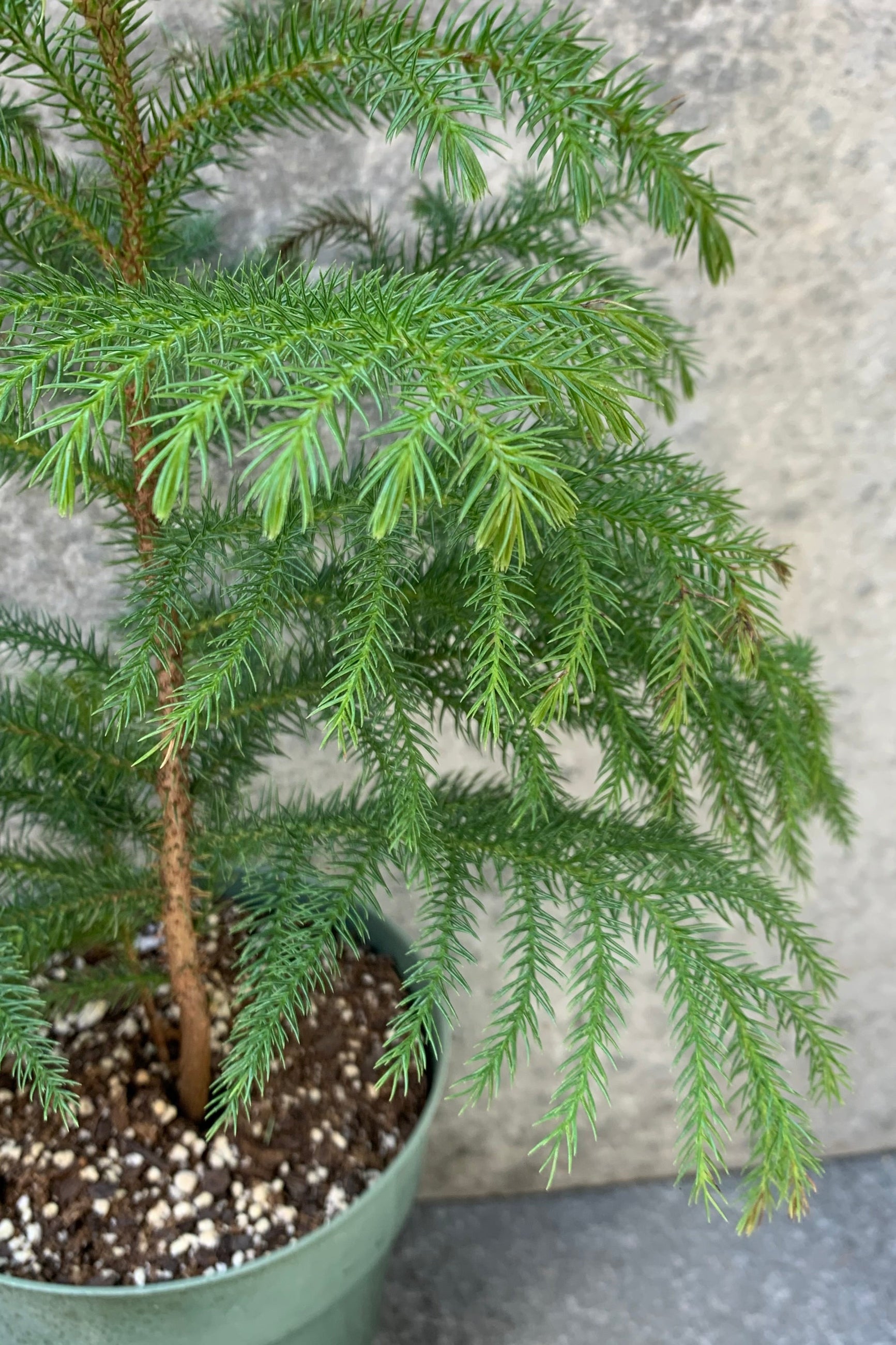 Detail picture of the Norfolk Pine . ©Sprout Home