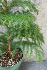 Detail picture of the Norfolk Pine .